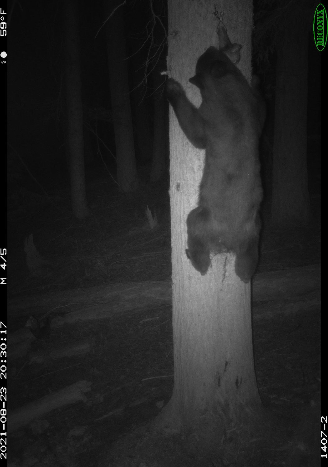 A black bear is pictured in an image from remote camera stations in the Gifford Pinchot National Forest.